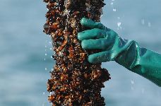 мидена ферма.jpg